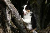 BERGER AUSTRALIEN PUPPIES 563